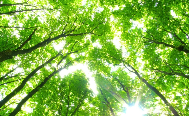 Blog post: Corporate tax incentives for green growth: Where, when, and how they are being used