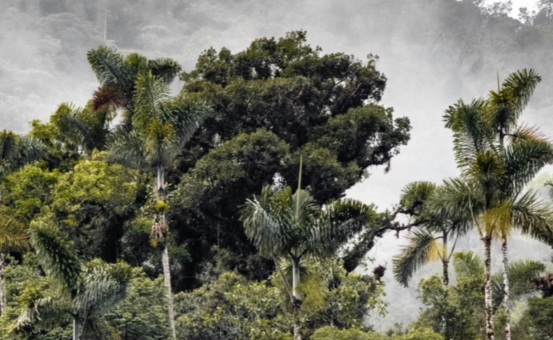 Image of the Peruvian Amazon rainforest