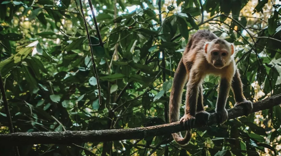 Blog post: Could a sovereign sustainability-linked bond help protect the Amazon? Part 2