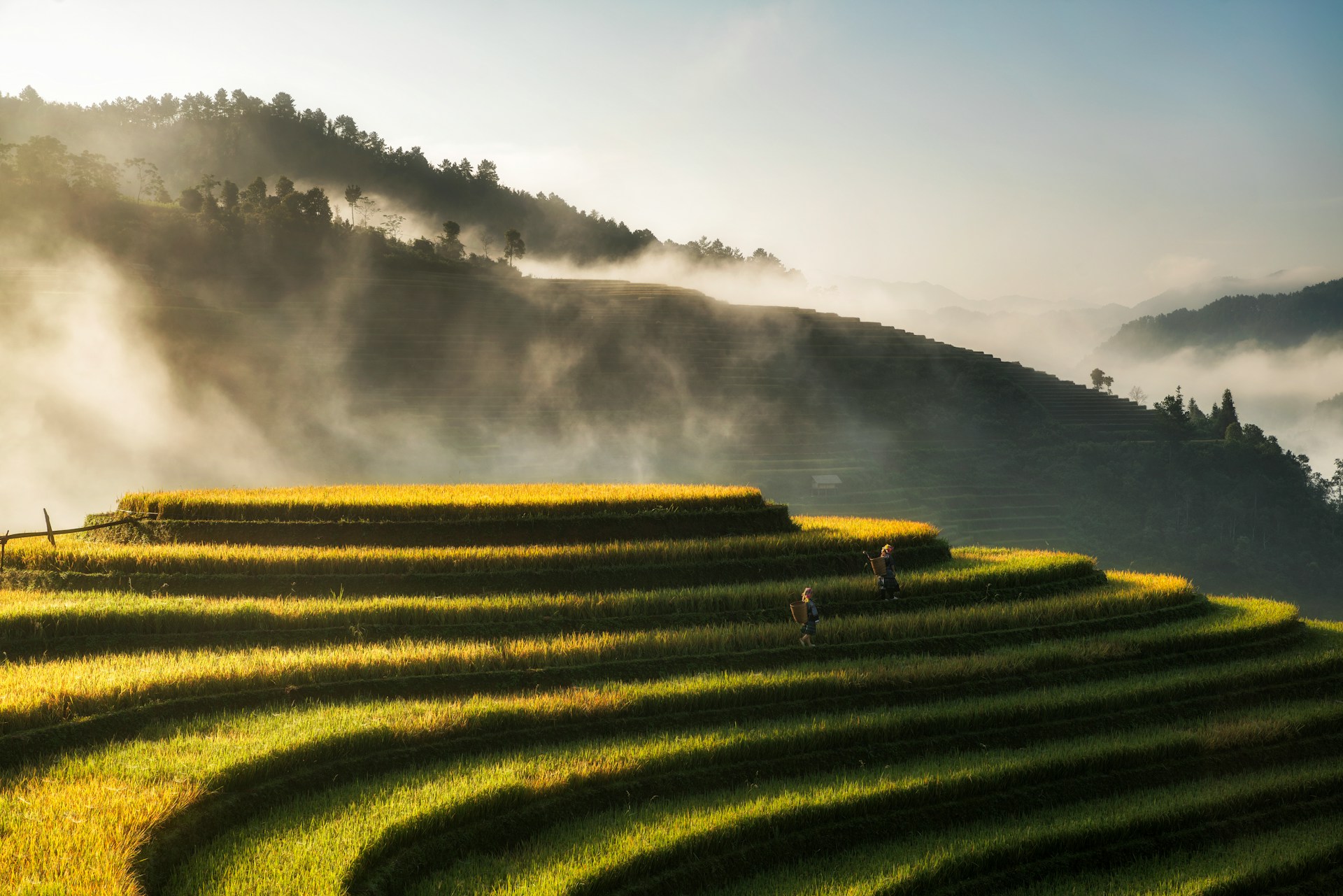 Image of a Vietnamese rice field