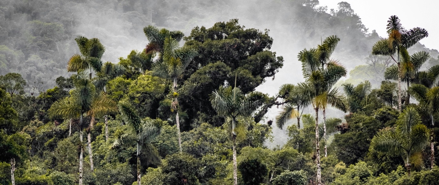 Image of the Peruvian Amazon rainforest